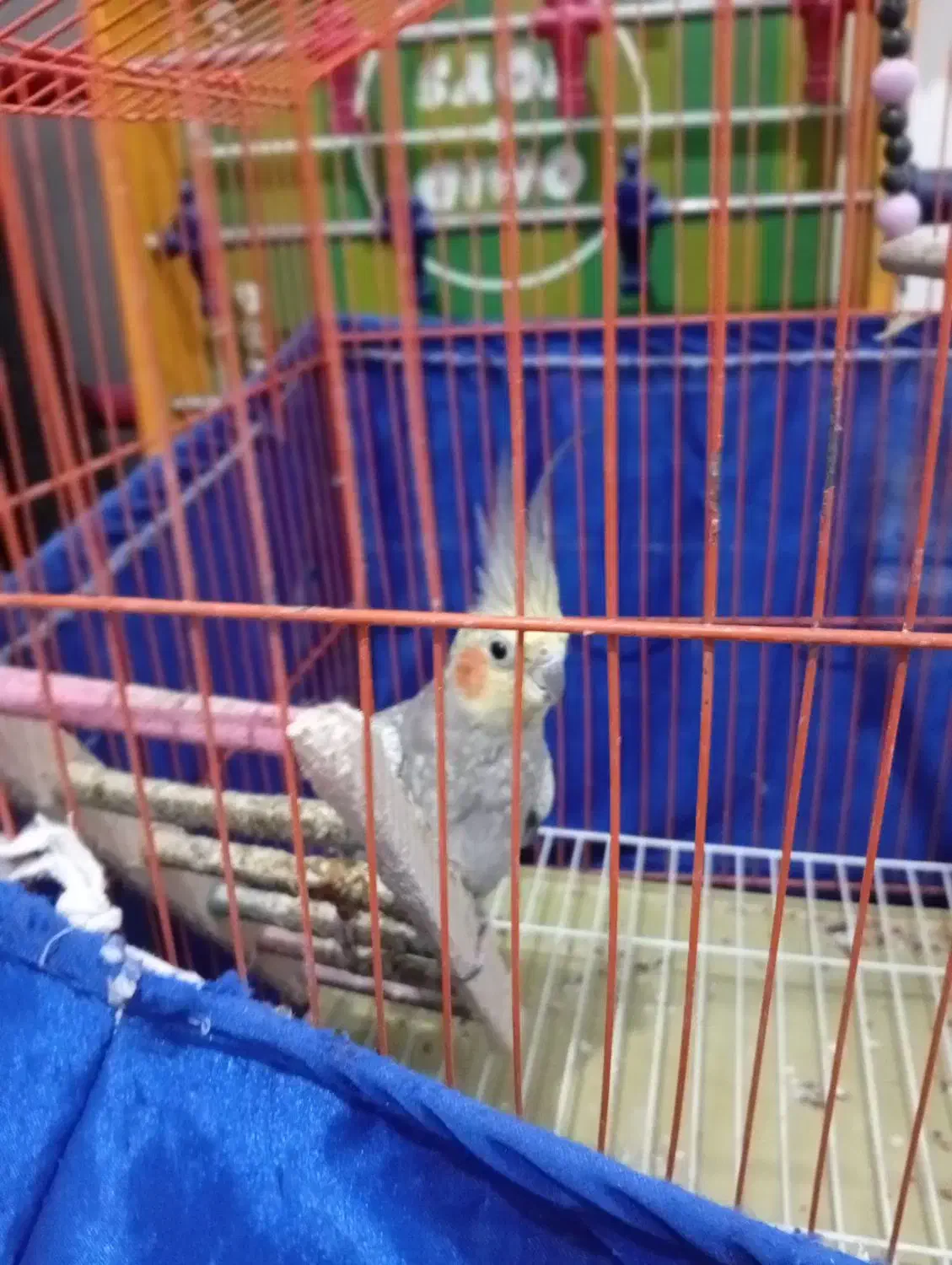 عروس هلندی نر|پرنده|کنگاور, |دیوار