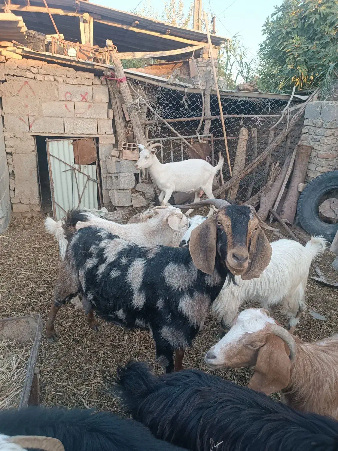 بز ماده|حیوانات مزرعه|فاضل آباد, |دیوار