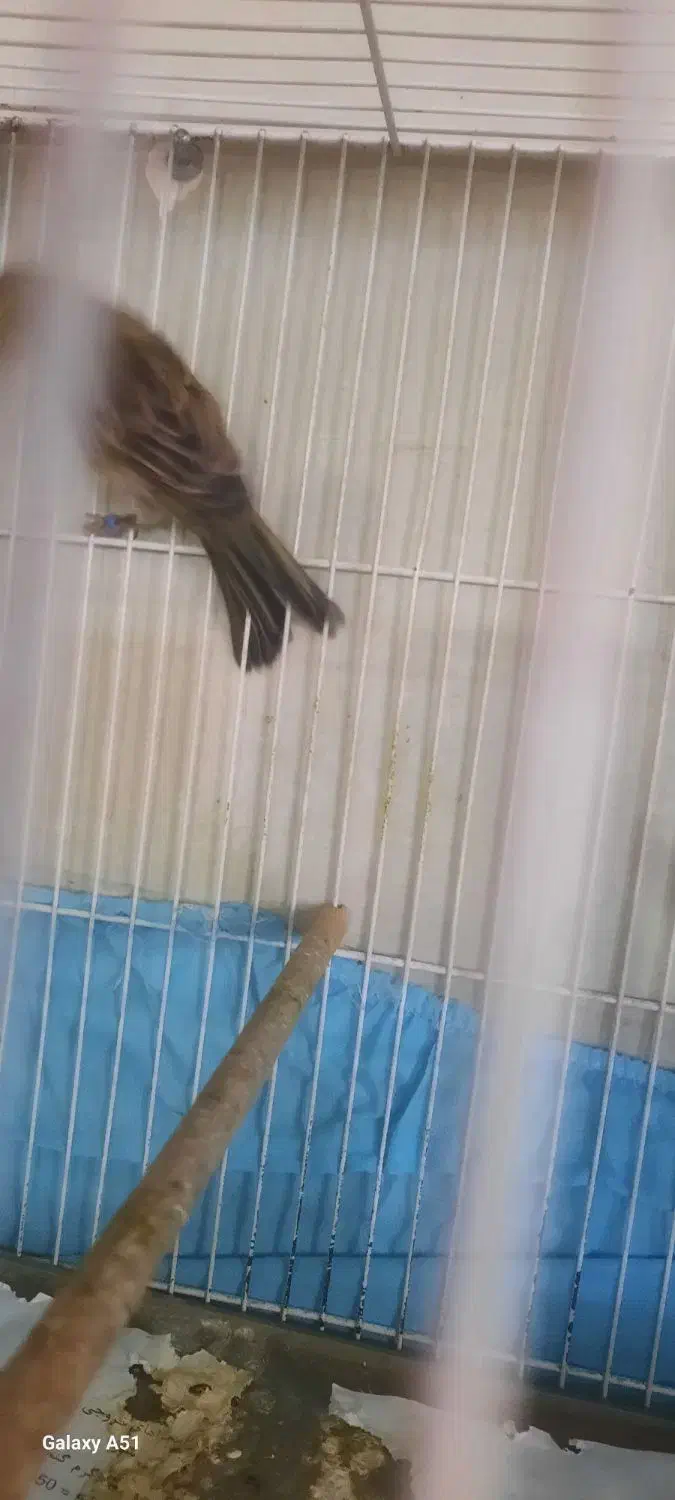 قناری نر زیتونی|پرنده|مشهد, حسینآباد|دیوار