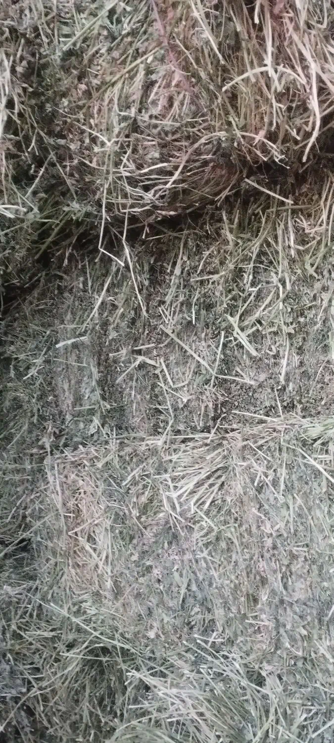 یونجه|لوازم جانبی حیوانات|ایوانکی, |دیوار