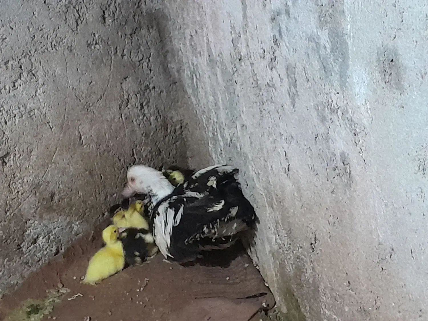 اردک مادربه همراه بچه ها|حیوانات مزرعه|ساری, |دیوار