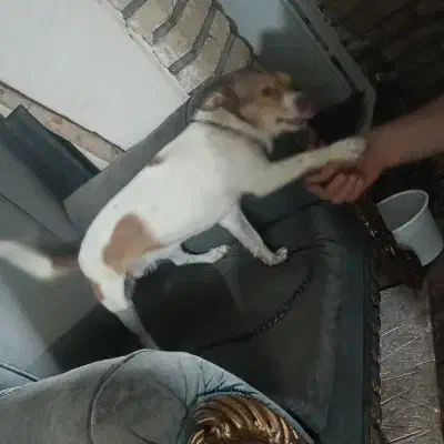 سگ پا کوتاه اشپیتز|سگ|دزفول, |دیوار