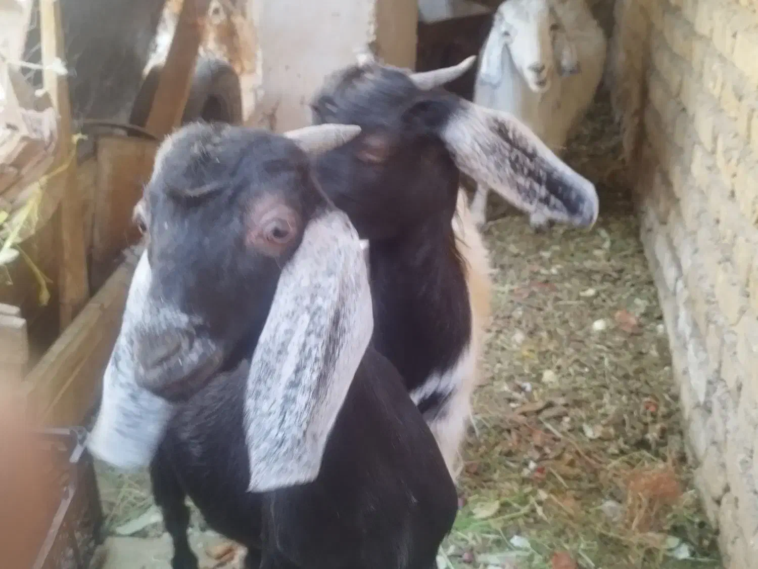 گوسفند|حیوانات مزرعه|کرمان, |دیوار