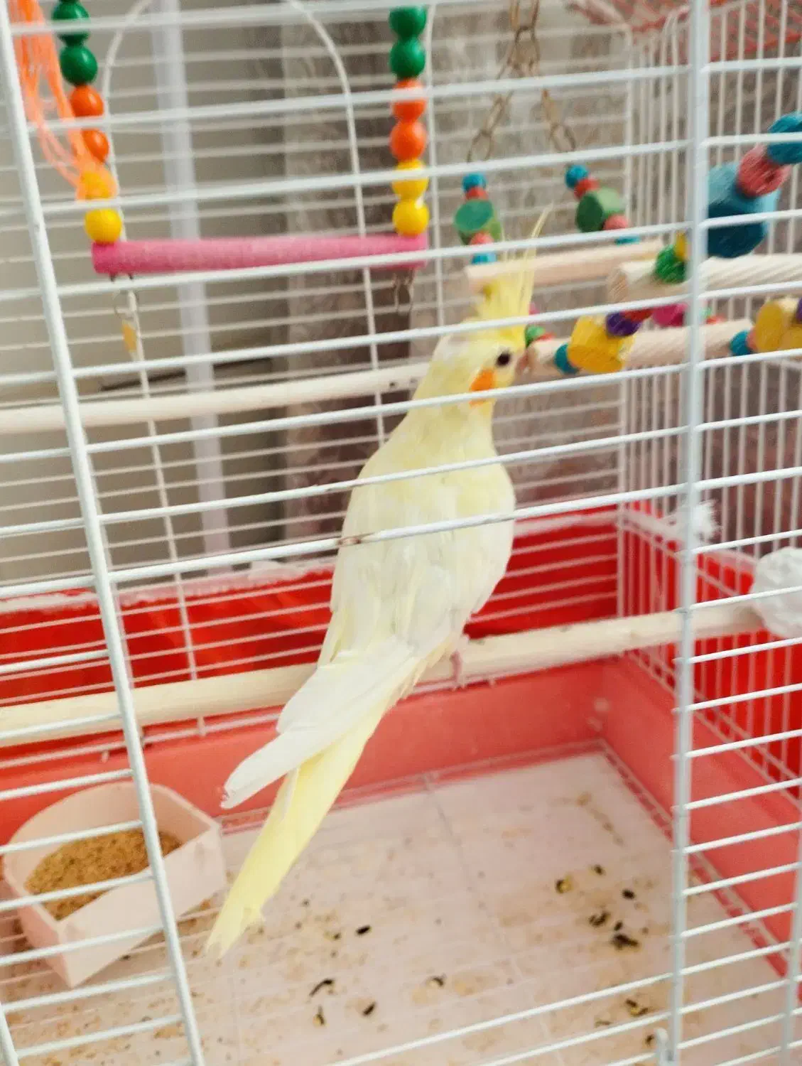 عروس هلندی لوتینو فقط معاوضه با جفت مرغ عشق رینبو|پرنده|تربت جام, والفجر|دیوار