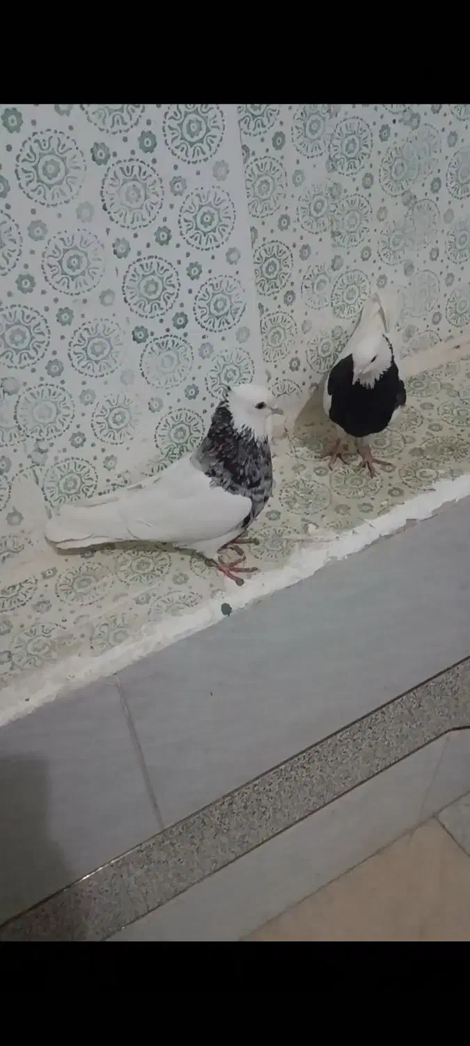 طوقی|پرنده|لردگان, |دیوار