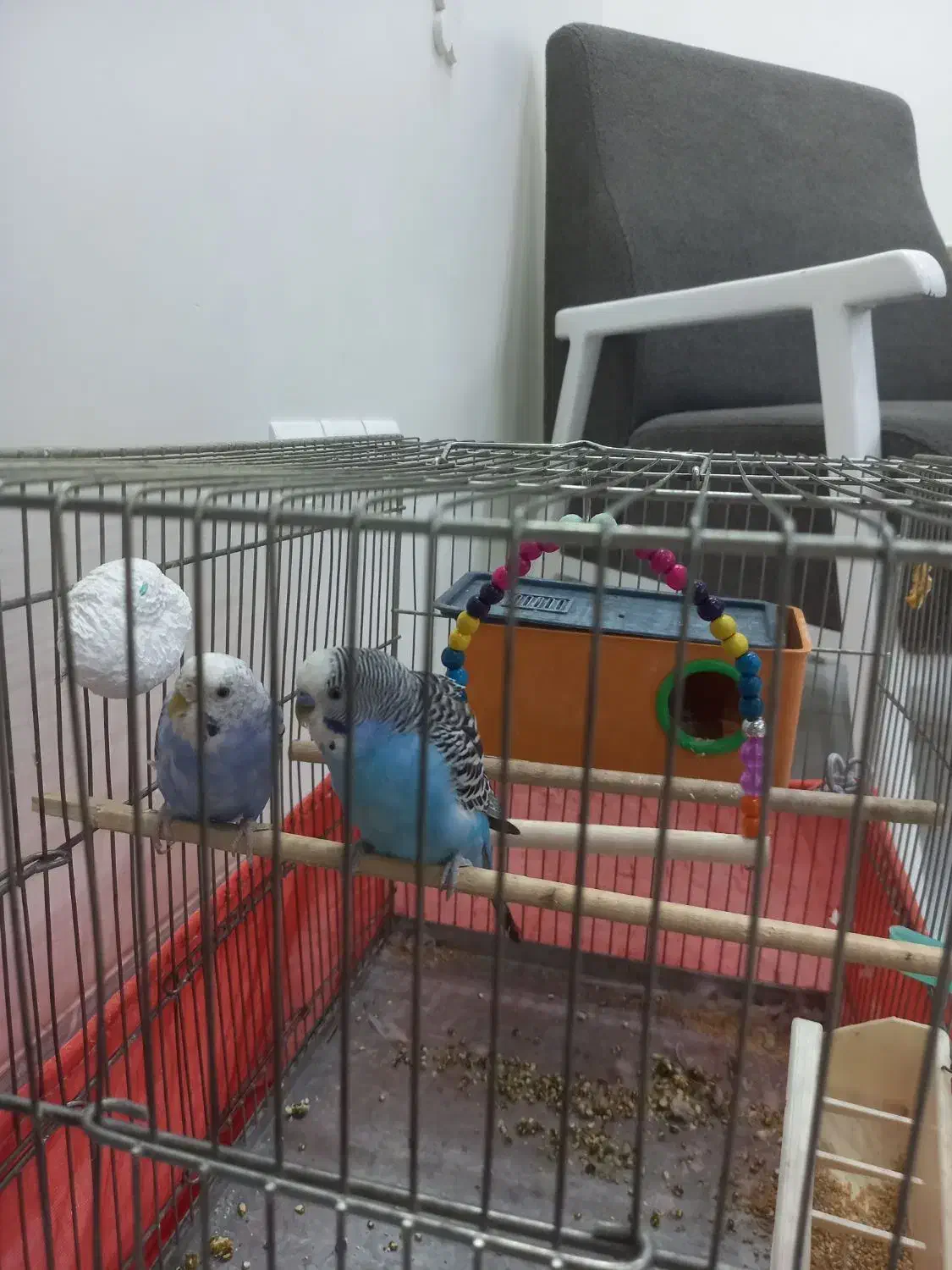 یک جفت مرغ عشق|پرنده|فردیس, داوری|دیوار