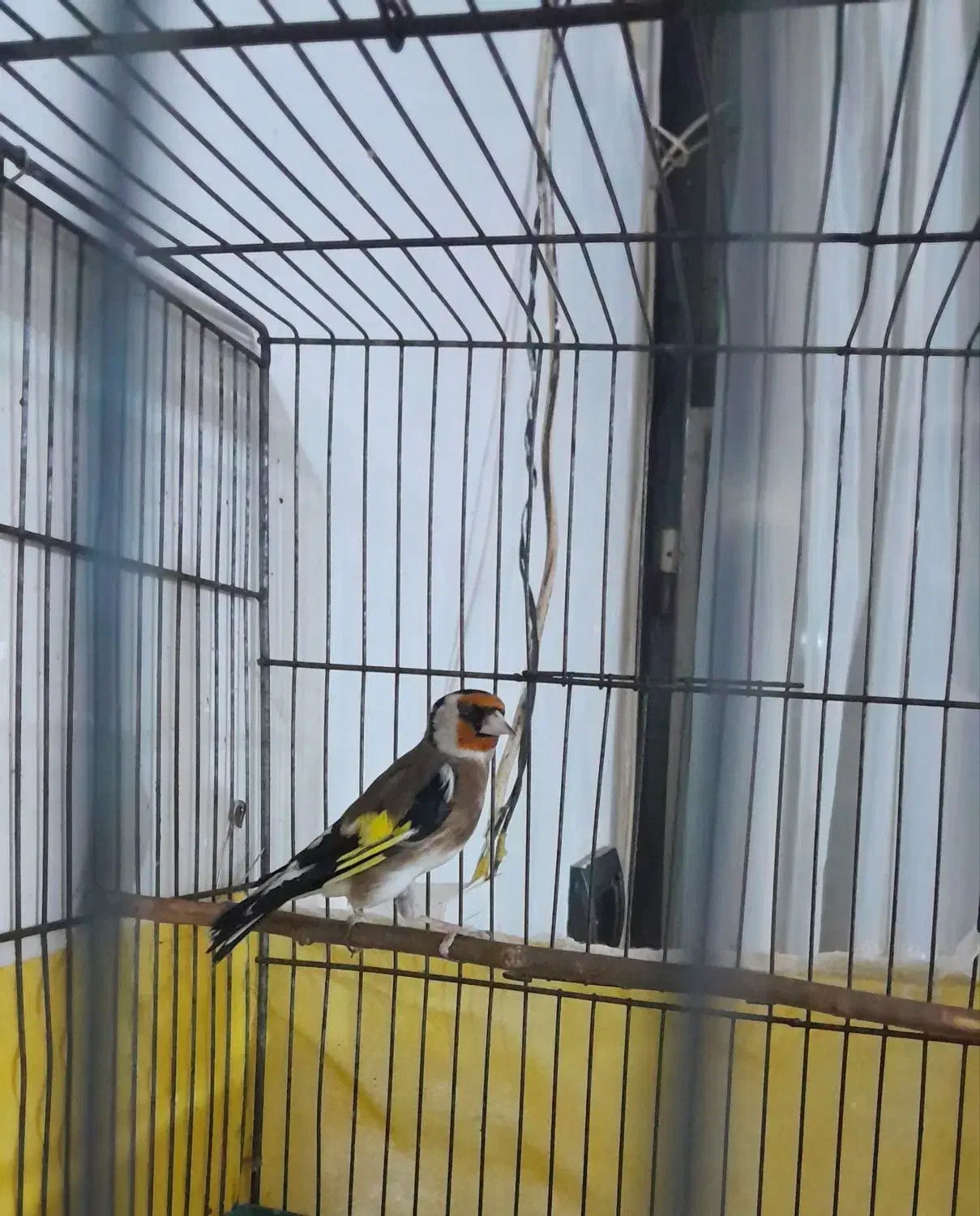 سیره|پرنده|دورود, |دیوار