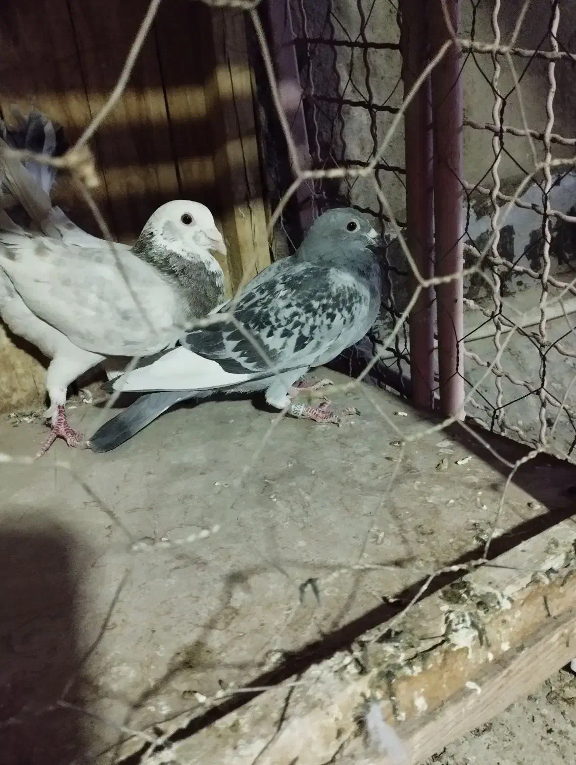 کفتر پلاکی و دمسفید|پرنده|قم, باغ کرباسی|دیوار