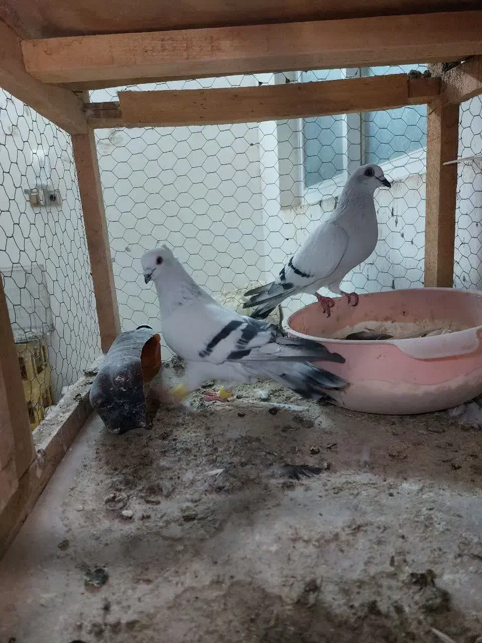 کفتر شامی عروسک|پرنده|مشهد, شهرک مهرگان|دیوار