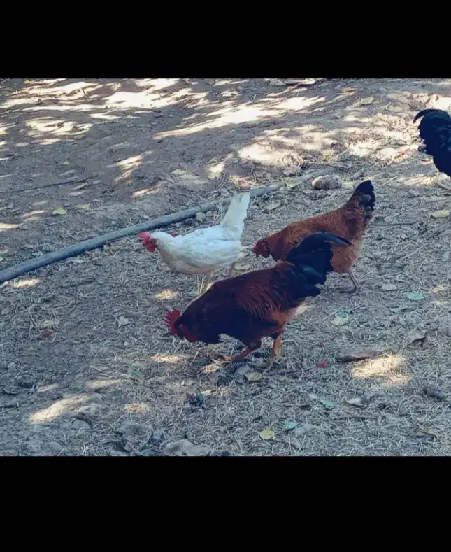 مرغ محلی|حیوانات مزرعه|مریوان, |دیوار