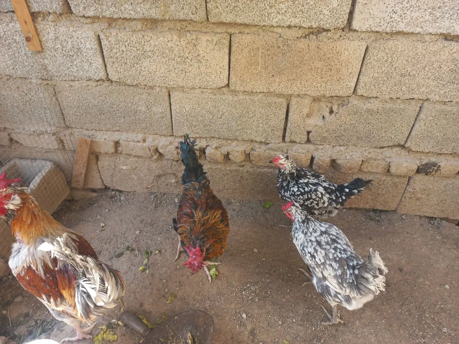 مرغ و خروس و اردک|حیوانات مزرعه|هشتگرد, هشتگرد قدیم|دیوار