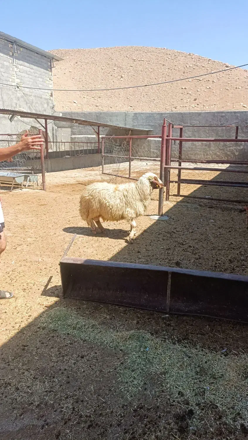 گوشت وگوسفند زنده بز و بره میش چاق|حیوانات مزرعه|پلدختر, |دیوار