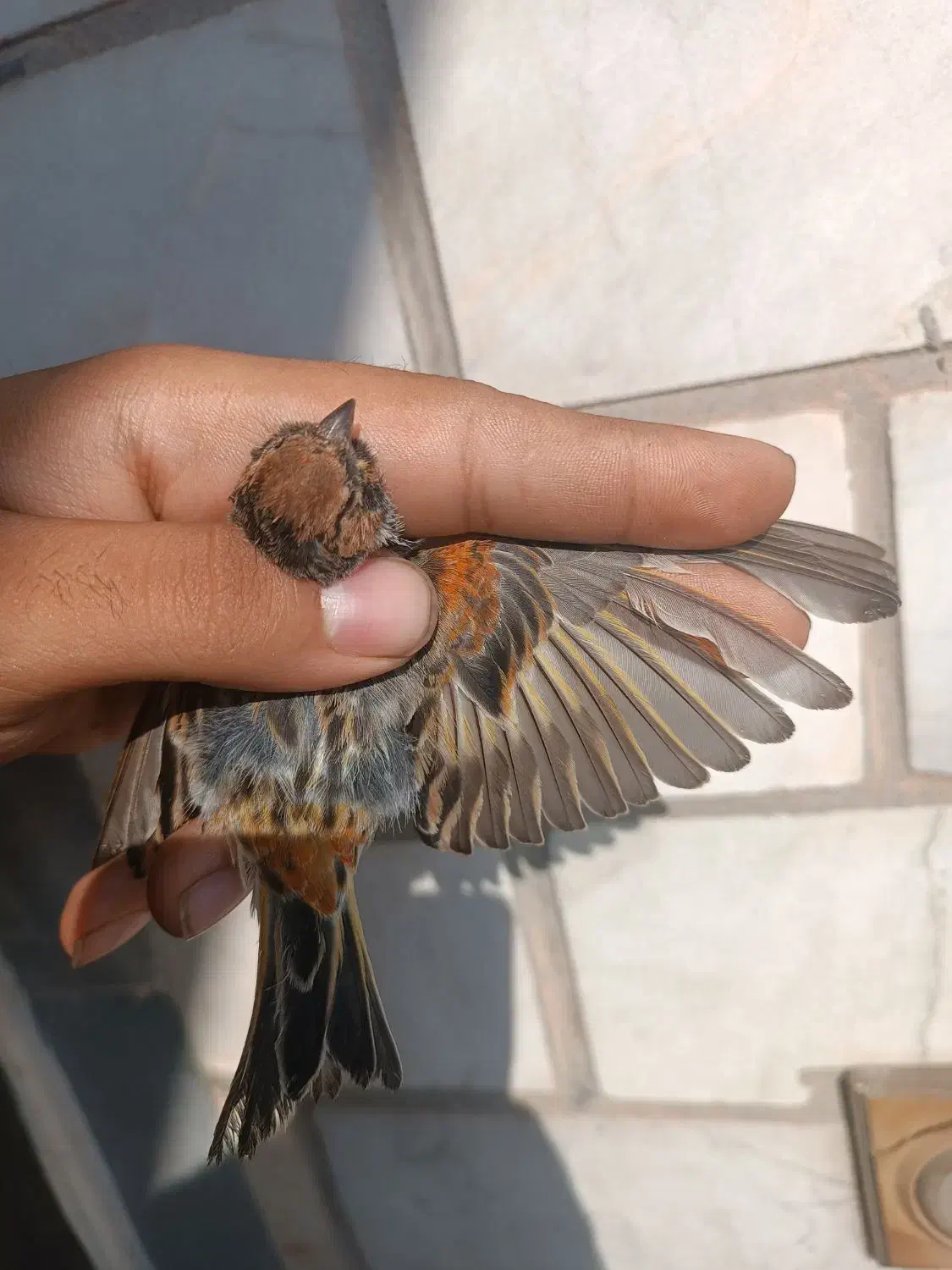 فروش سهره گل بسر نر مست شلاقی|پرنده|اهواز, کوی رمضان|دیوار