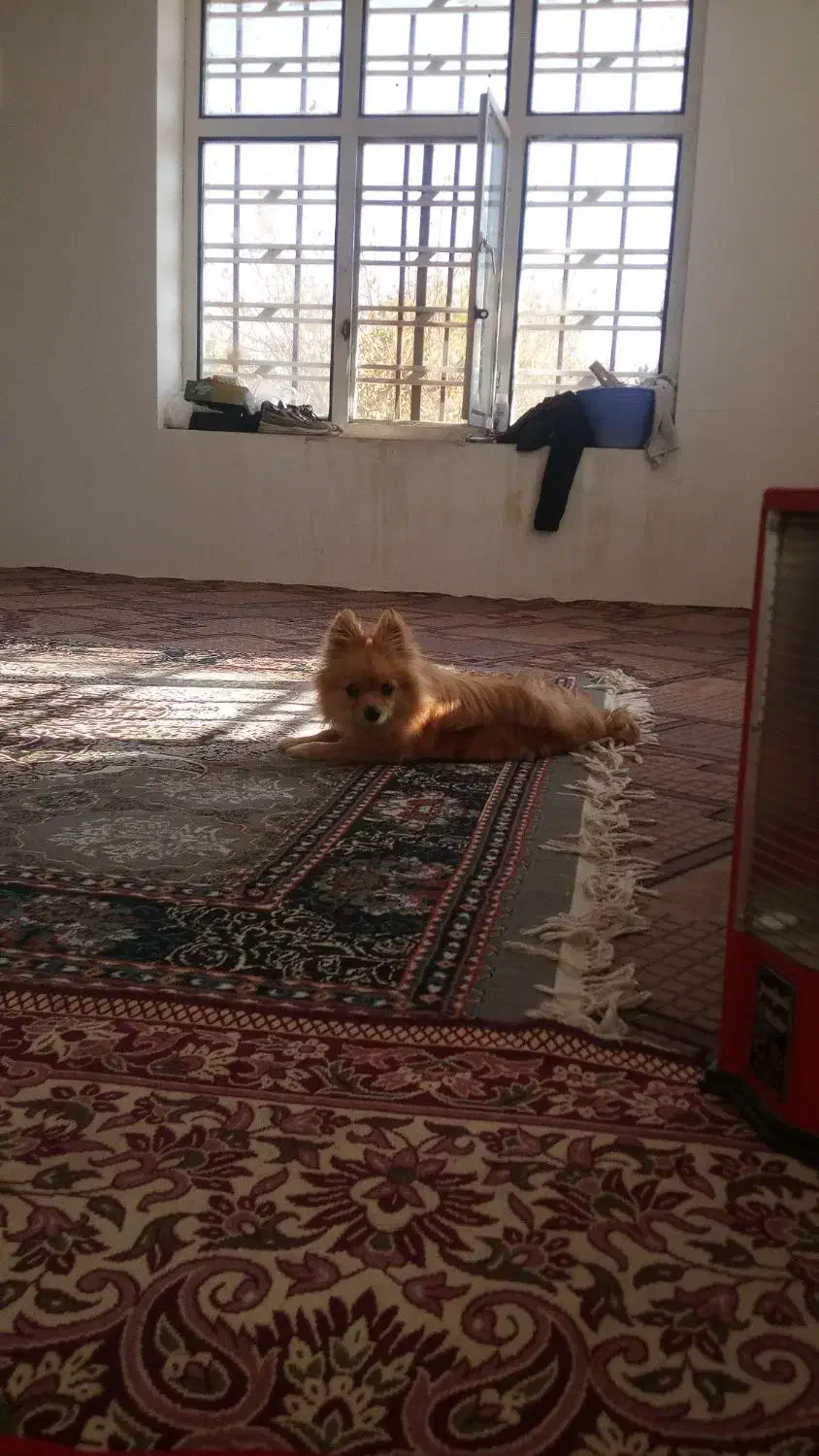 واگذاری سگ|سگ|سیاخ دارنگون, |دیوار