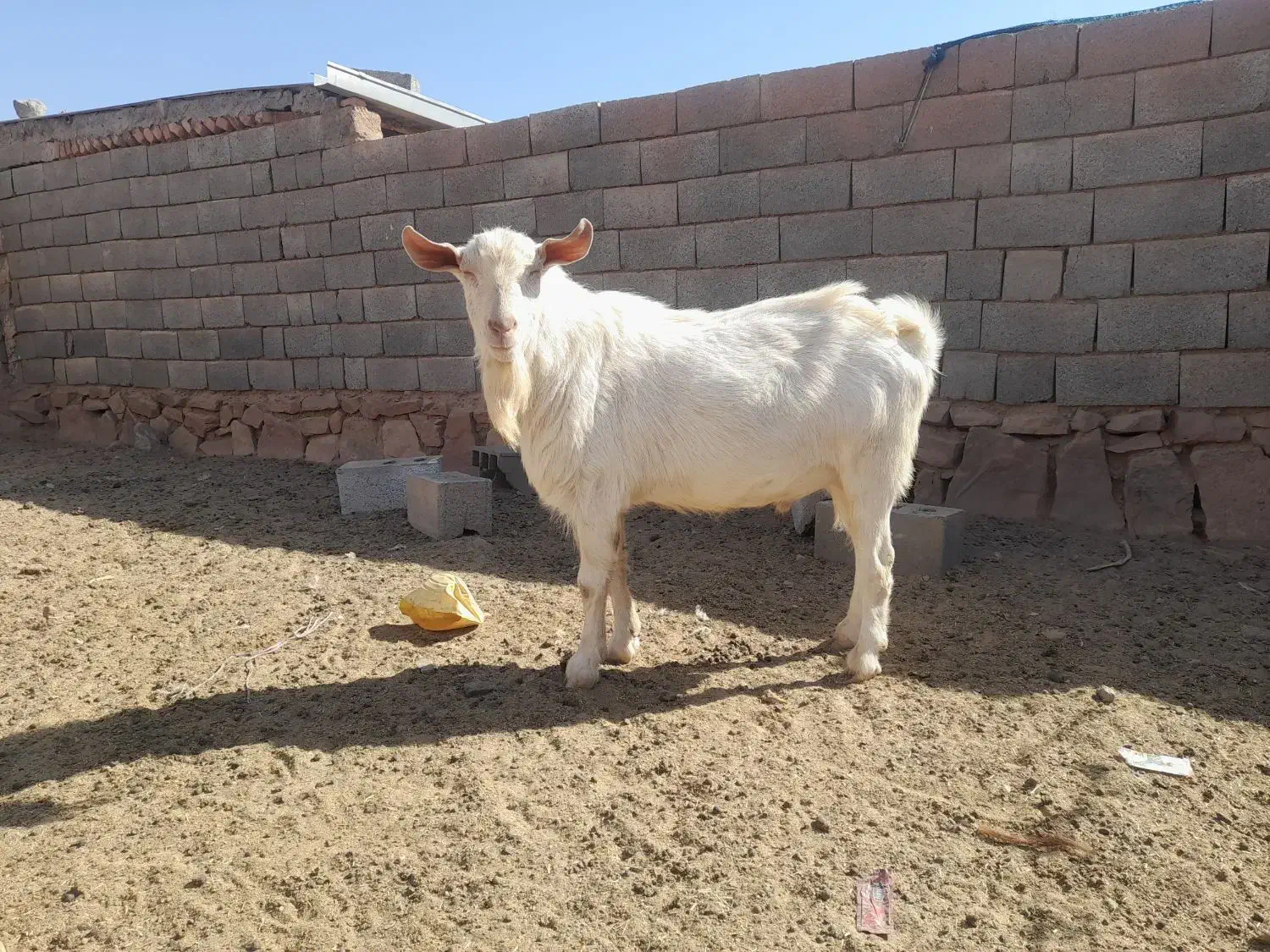 نر بز سانن|حیوانات مزرعه|جوین, |دیوار