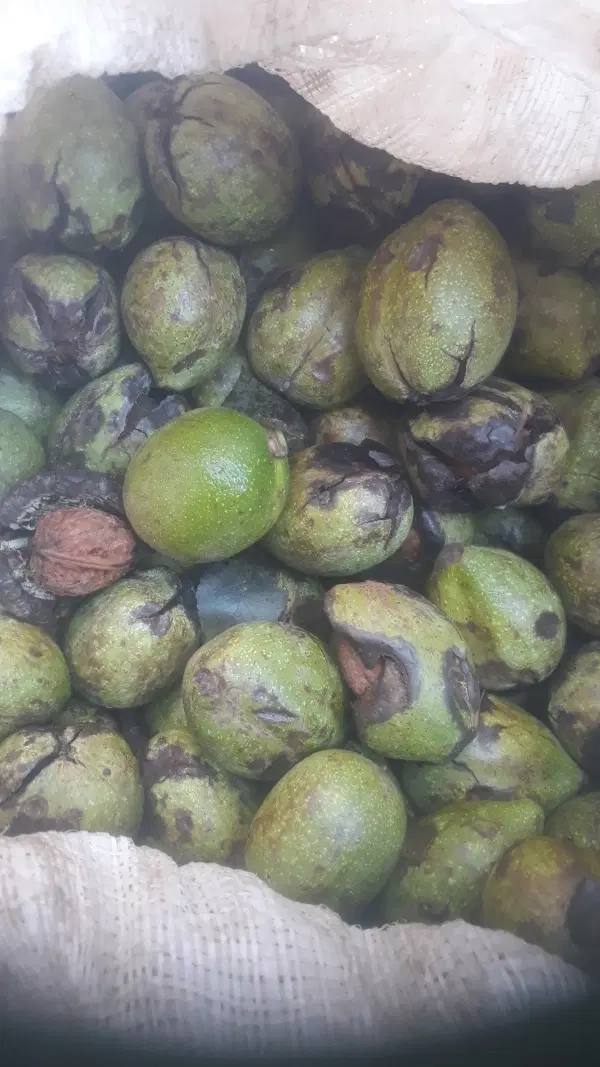 گردو|خوردنی و آشامیدنی|زنجان, |دیوار
