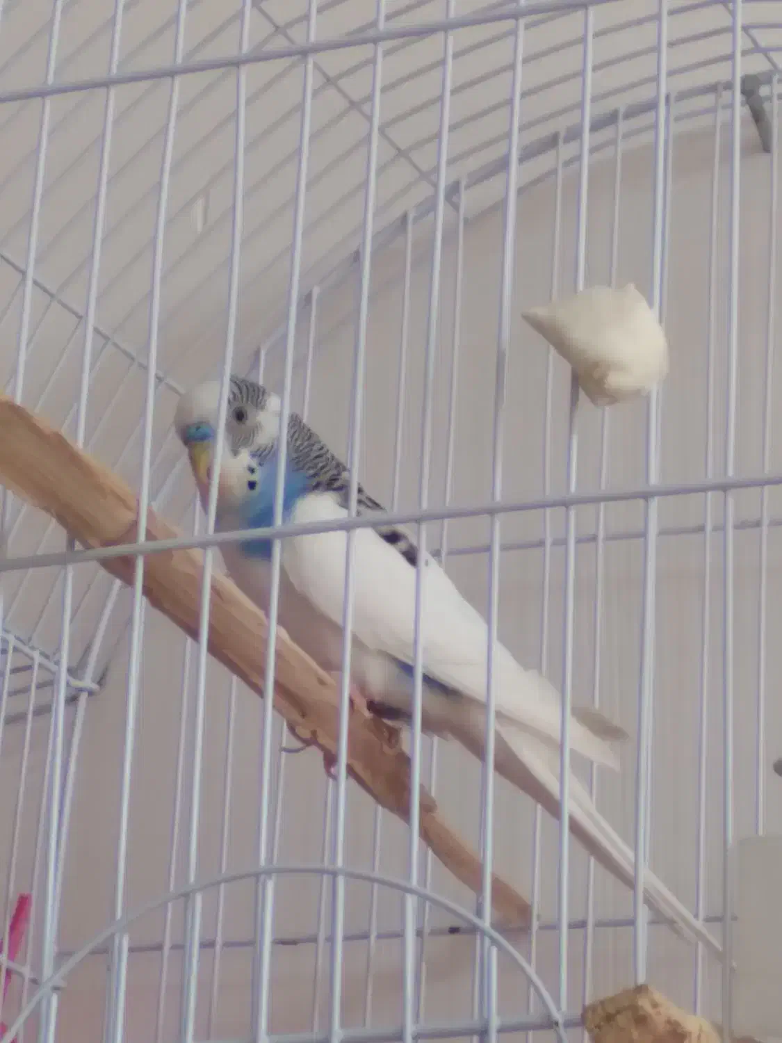 یک مرغ عشق نرماده اش فرارکرده پنج تخم داشت|پرنده|بوکان, |دیوار