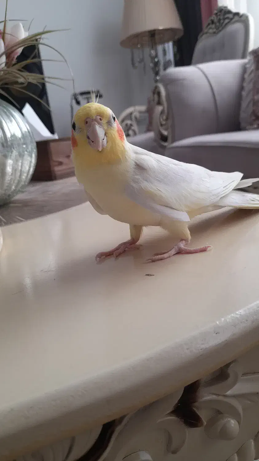 عروس هلندی نر دو ساله|پرنده|لاهیجان, کوی آزادگان|دیوار