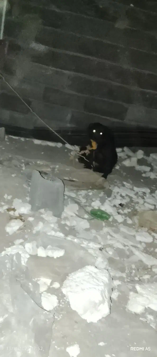 سگ پاکوتاه|سگ|زاهدان, |دیوار