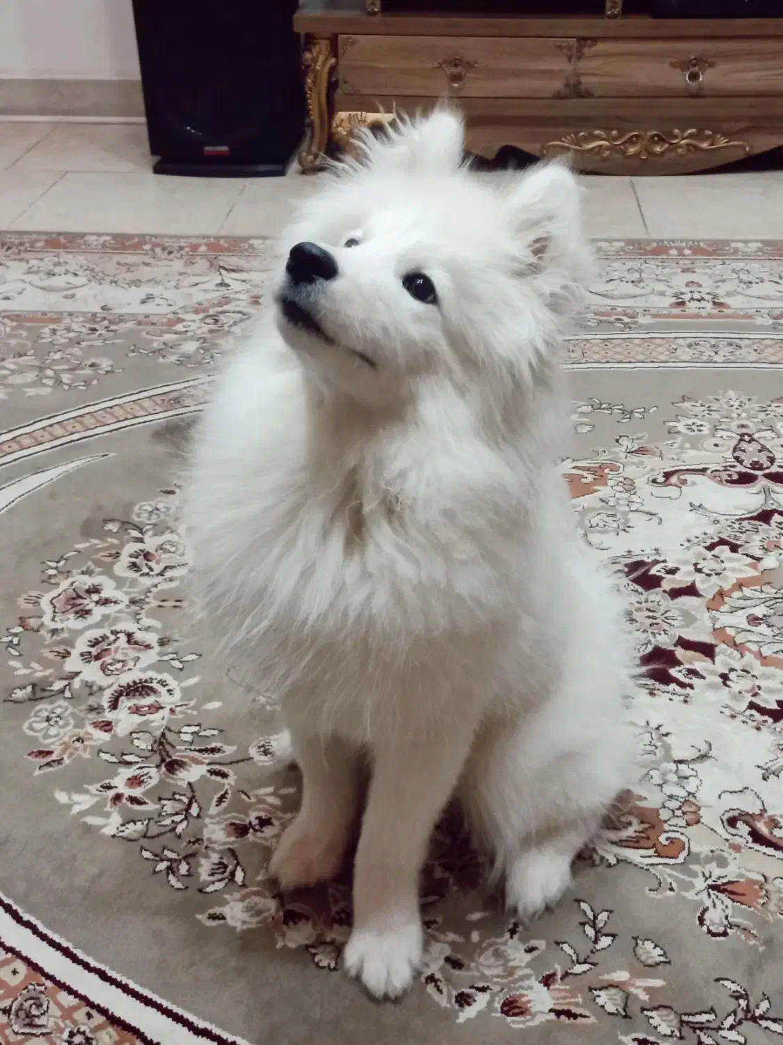 سامویید ماده|سگ|رشت, چله خانه|دیوار