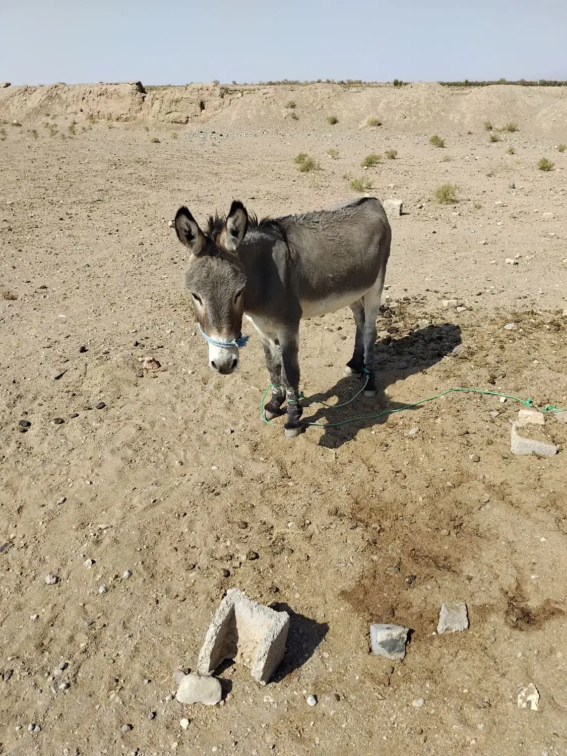 نر خر فروشی|حیوانات مزرعه|سده (خراسان جنوبی), |دیوار