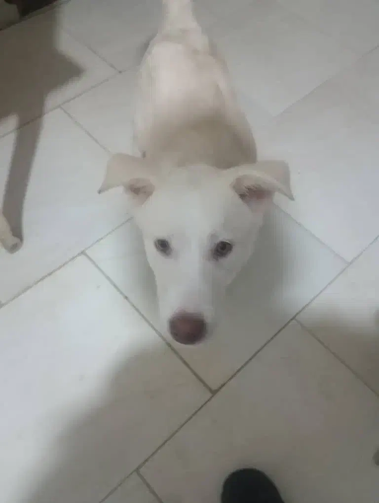 هاسکی|سگ|گرگان, |دیوار