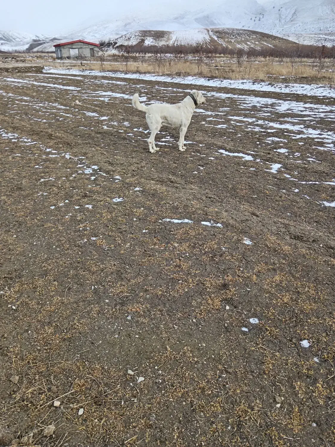 سگ گوسفندی|سگ|شیروان (خراسان), |دیوار