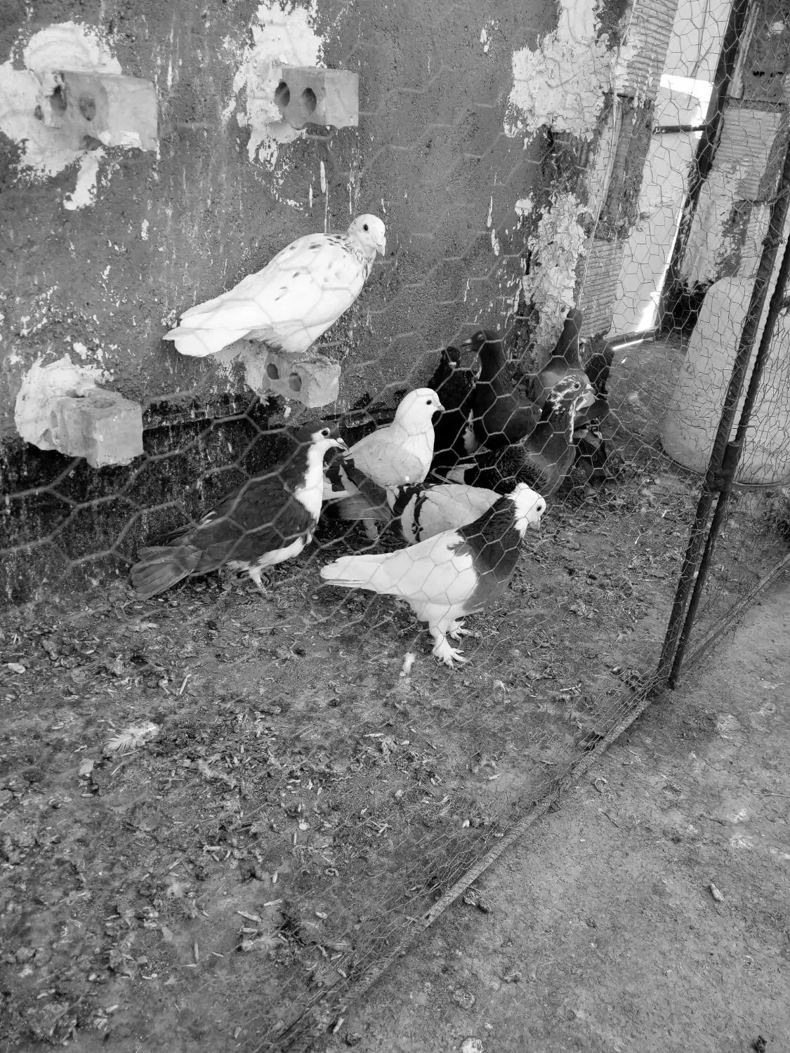 سلام تعداد ۹ عدد کفترگردن کلفت|پرنده|مشهد, چهاربرج|دیوار