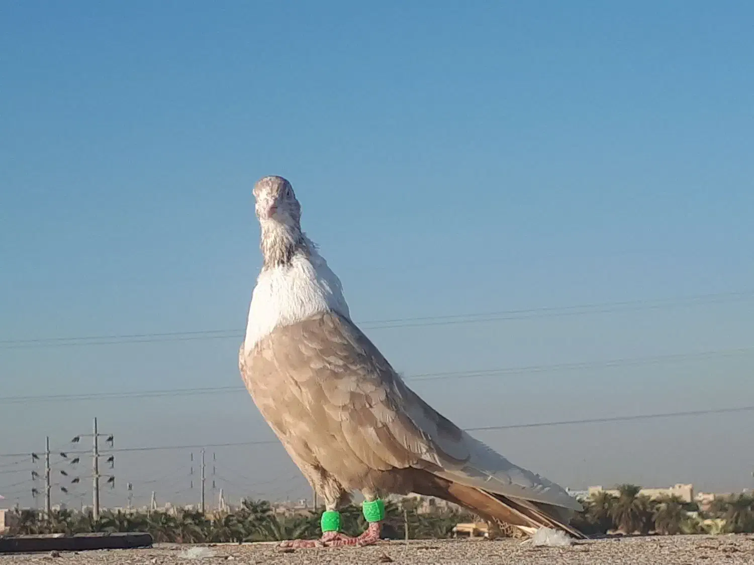 کبوتر|پرنده|کارون, |دیوار