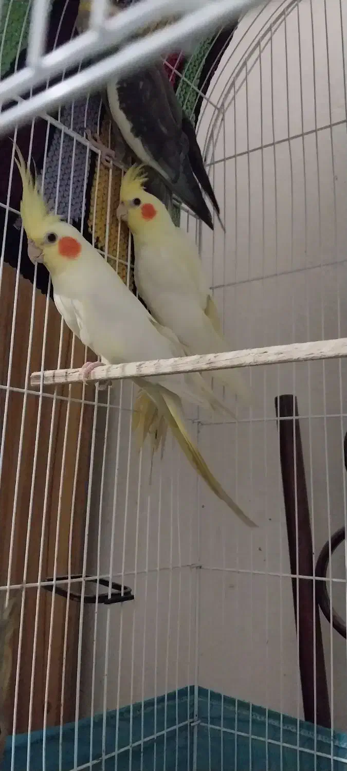 عروس هلندی لوتینو|پرنده|رودسر, |دیوار