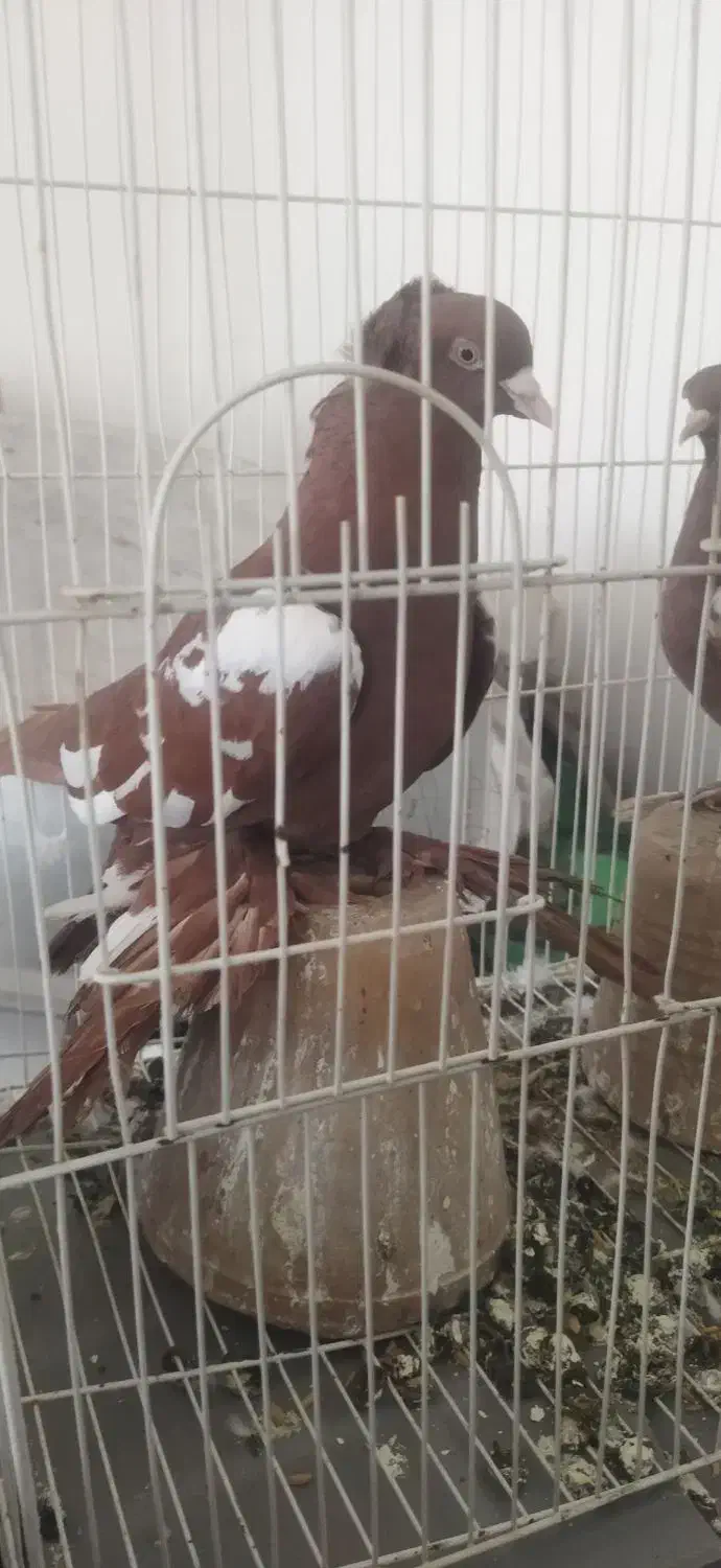 کبوتر|پرنده|تبریز, |دیوار