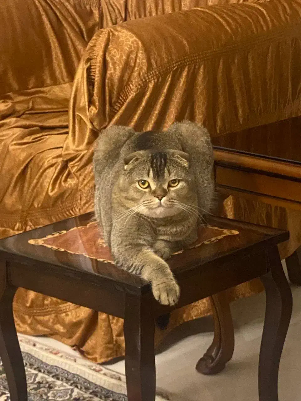 واگذاری گربه اسکاتیش|گربه|اردبیل, |دیوار