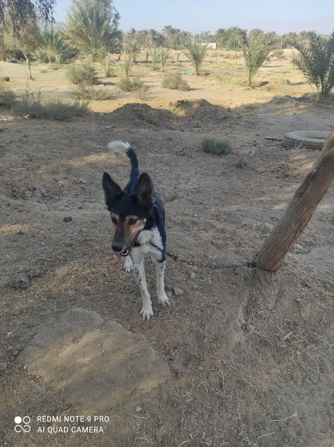 سگ نگهبان 2 تومن|سگ|فاریاب, |دیوار