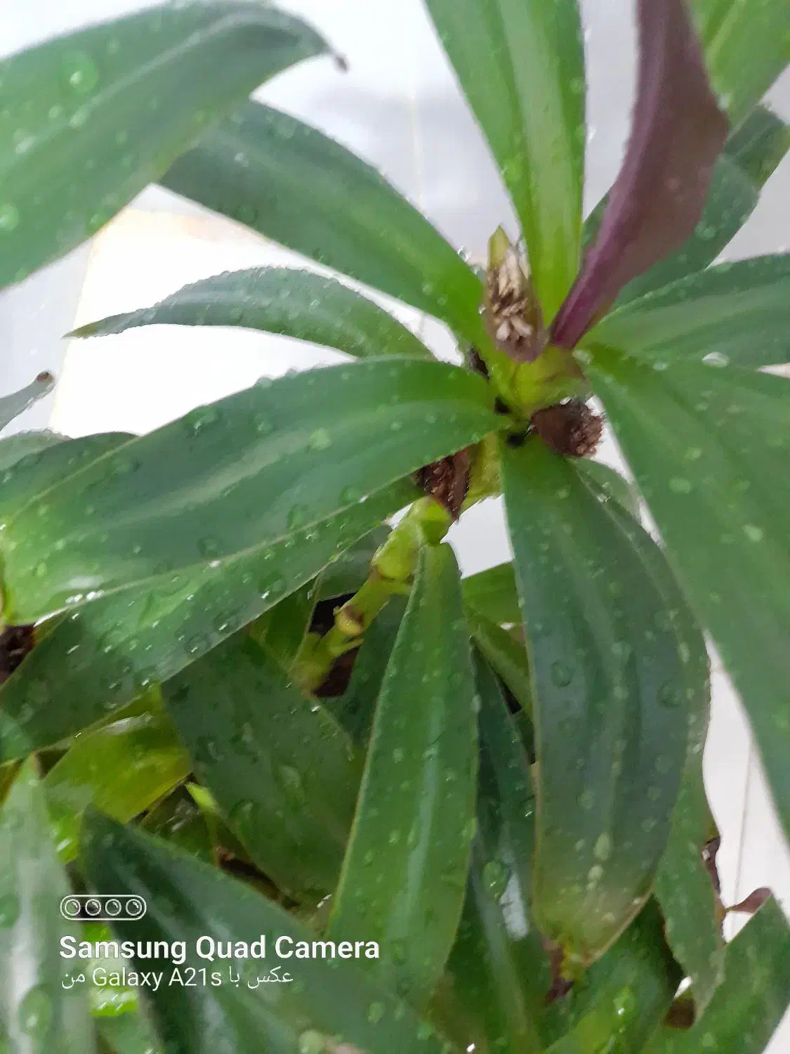 موسی درگهواره|گل و گیاه طبیعی|بروجرد, |دیوار