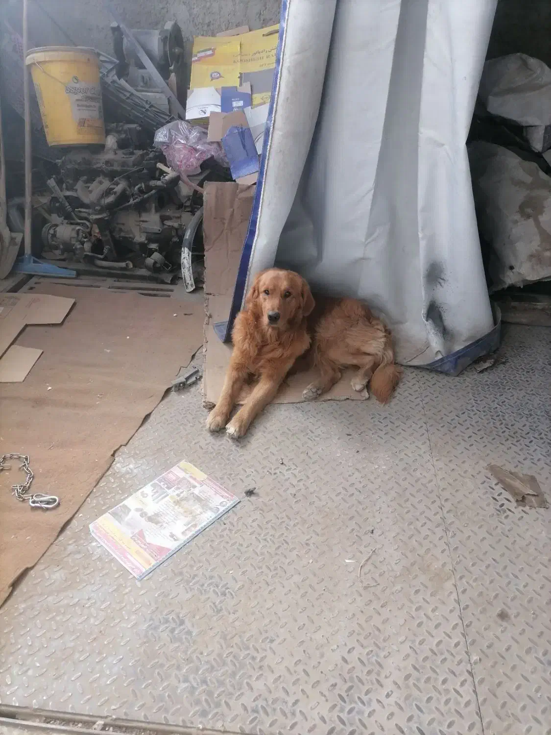 سگ پیدا شده|حیوانات|خمینی‌شهر, |دیوار