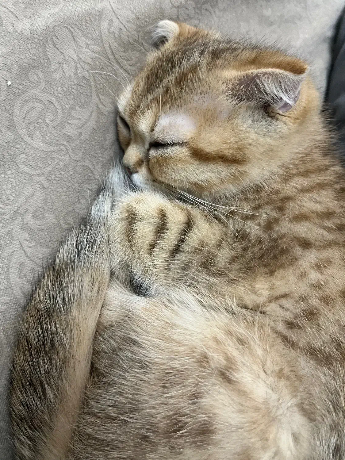 گربه|گربه|تهران, یوسف‌آباد|دیوار