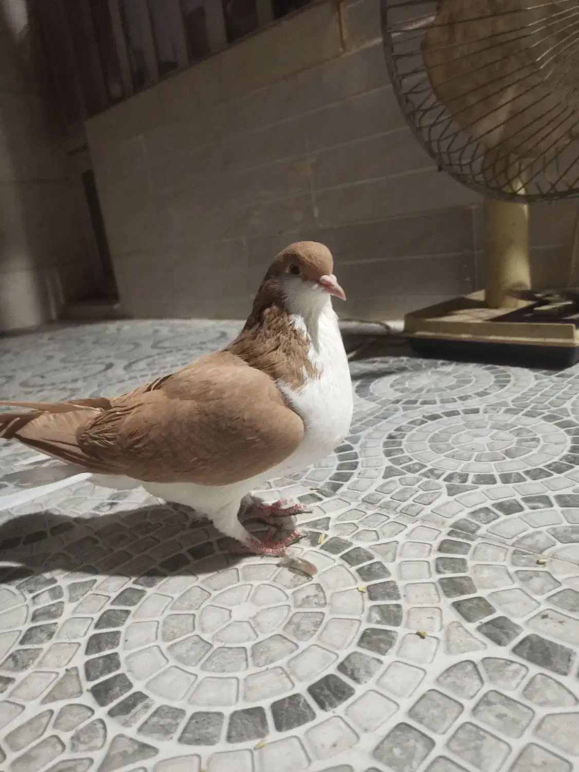 کبوتر فروشی|پرنده|شیراز, شهرک مدرس|دیوار