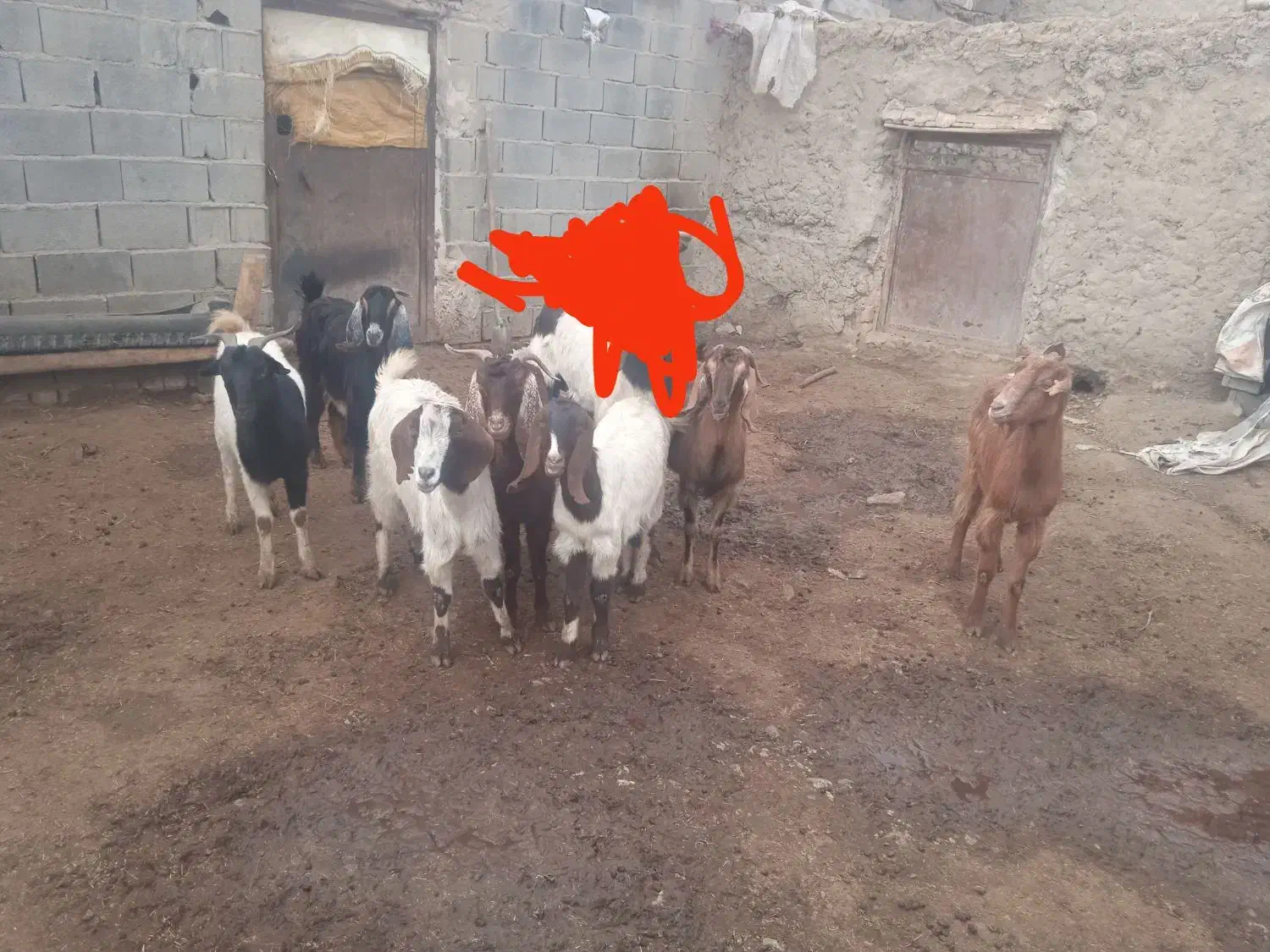 بز با تکه|حیوانات مزرعه|اسفراین, |دیوار