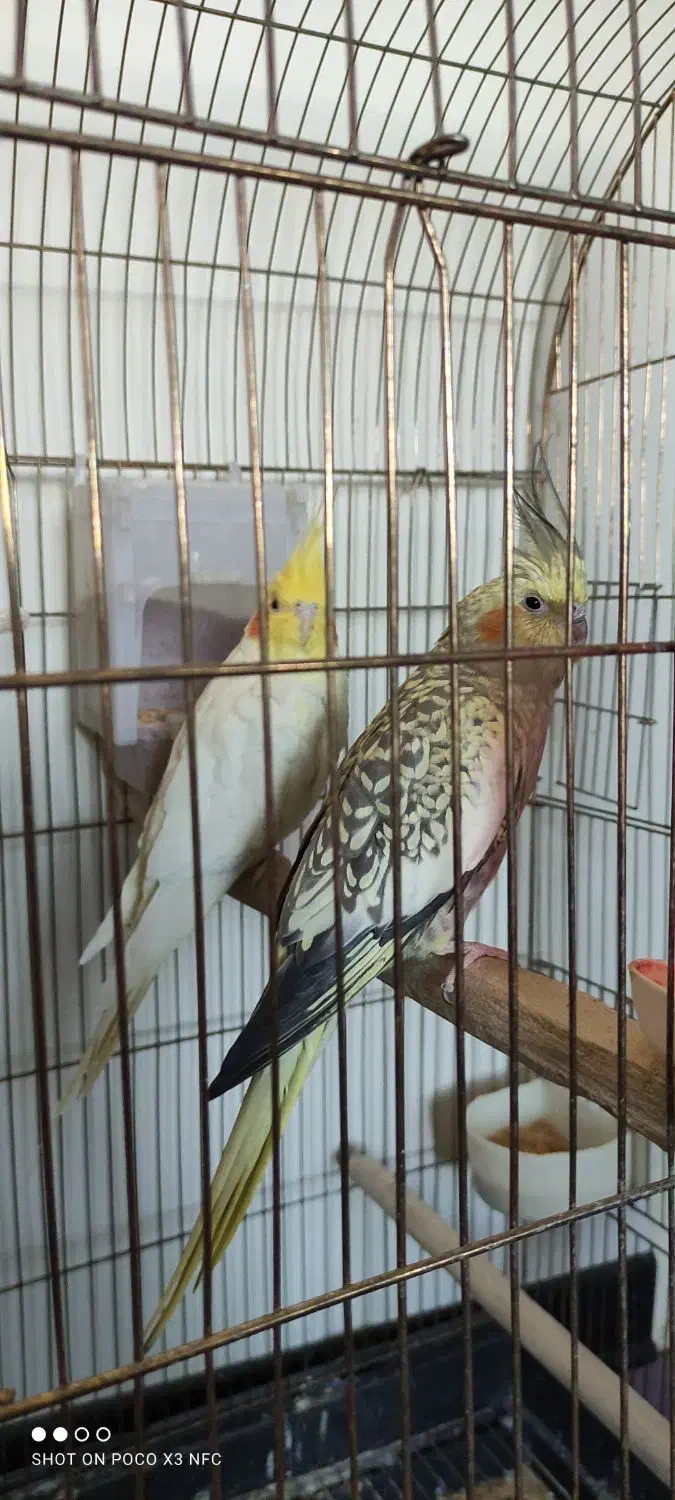 پرنده عروس هلندی|پرنده|فردیس, فردیس|دیوار