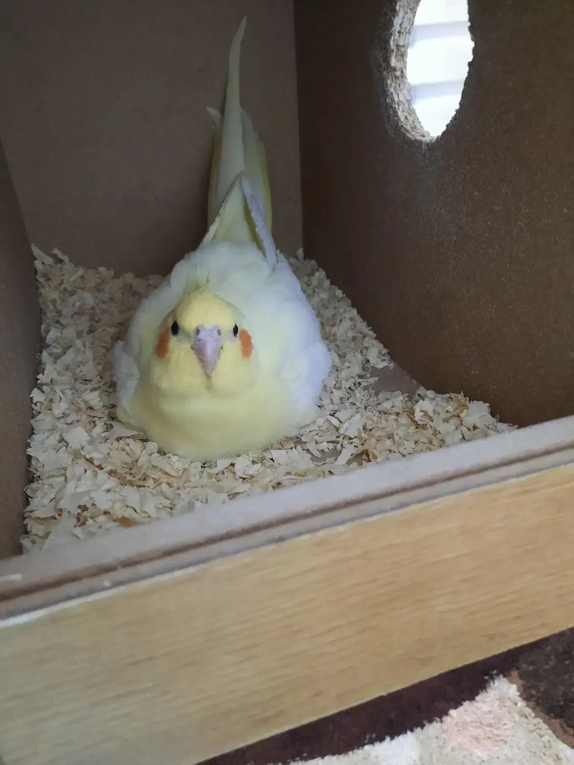 طوطی مولد عروس هلندی لوتینو|پرنده|تبریز, |دیوار