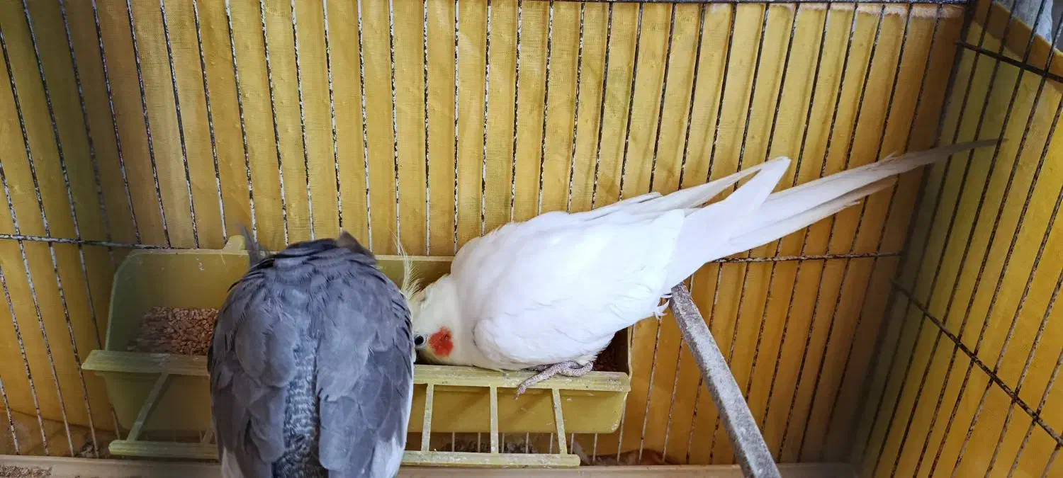 یک جفت عروس هلندی بالغ|پرنده|سمنان, |دیوار