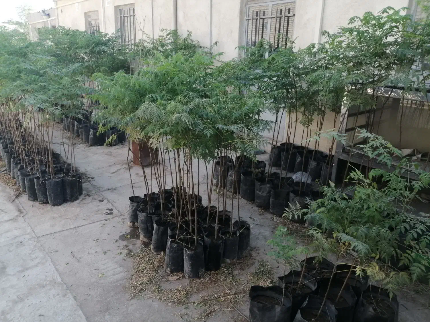 نهال درخت زیتون تلخ ،(100 تومان)|خدمات باغبانی و درختکاری|بهارستان, |دیوار