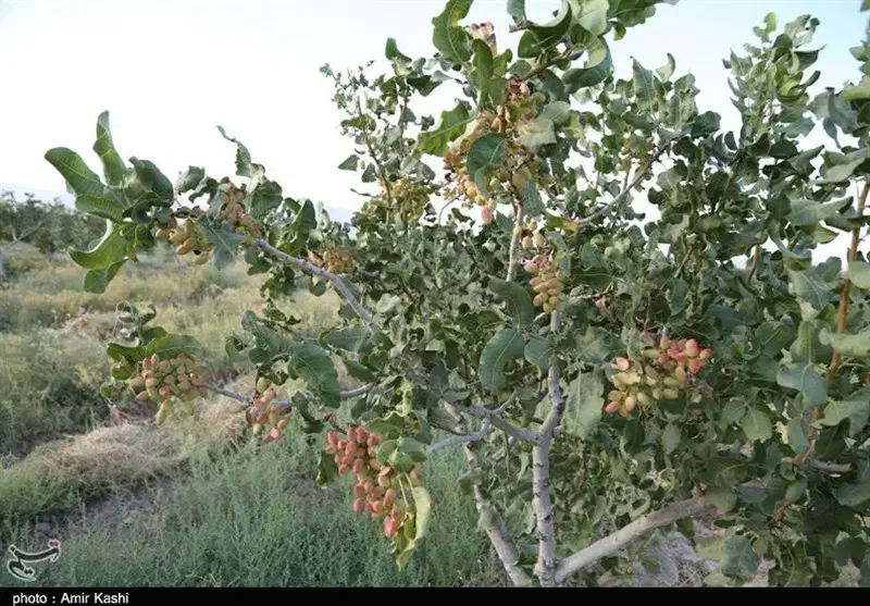 زعفران درخت پسته 6 ساعت آب|فروش زمین و ملک کلنگی|تربت جام, میان جام|دیوار