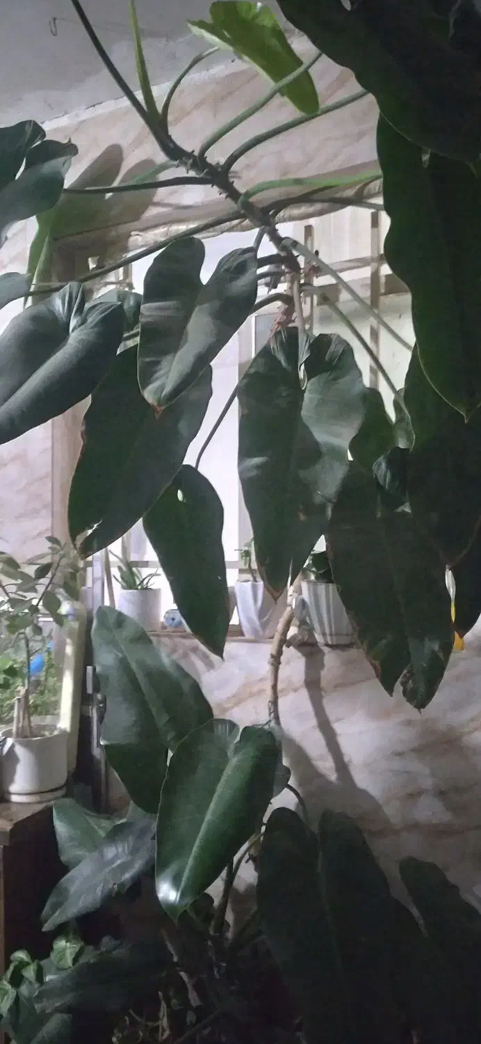 گل فیلیدندرون|گل و گیاه طبیعی|کرج, گلدشت|دیوار