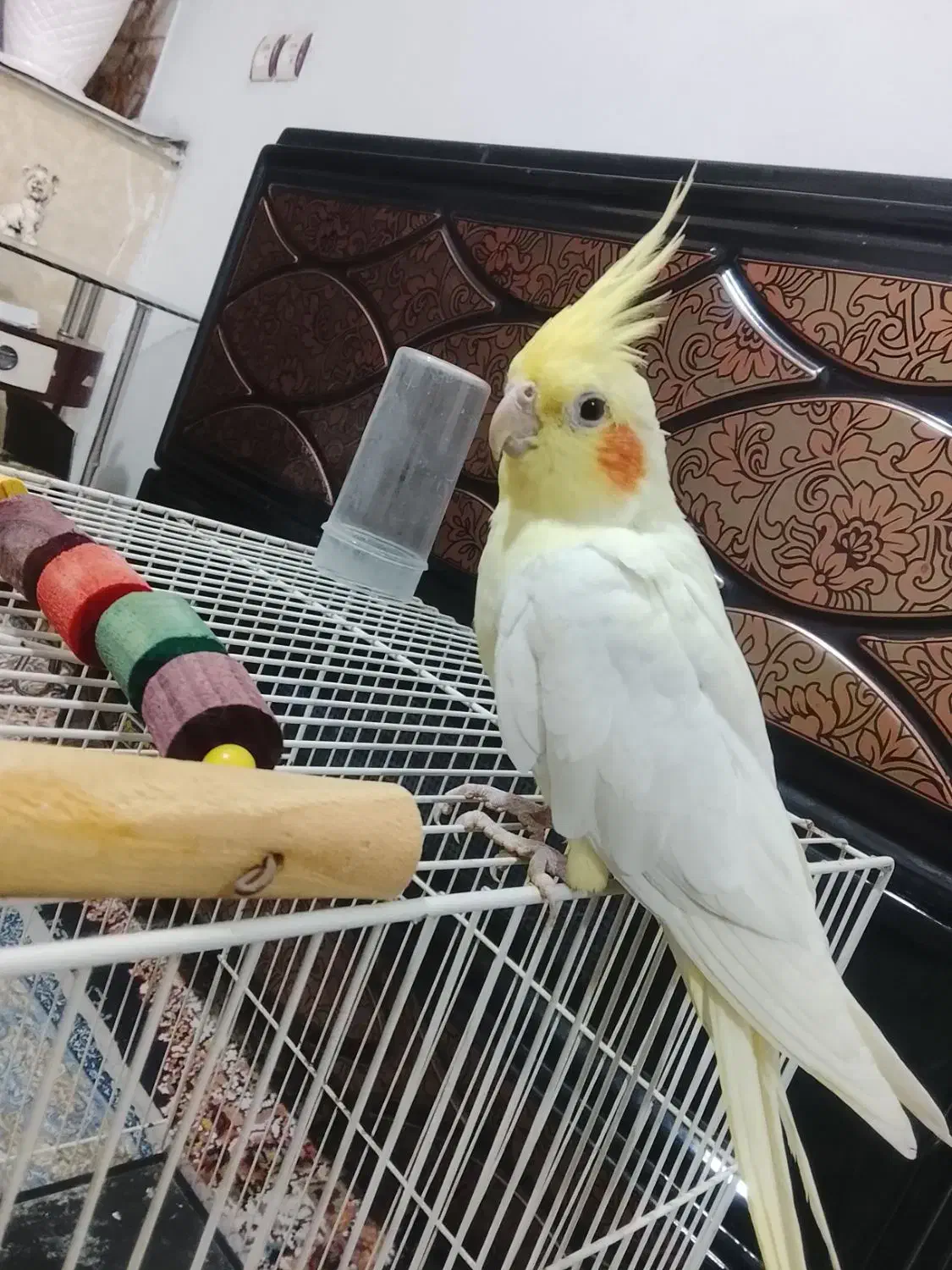 عروس هلندی لوتینو|پرنده|قوچان, |دیوار