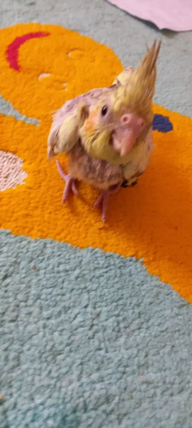 جفت عروس مولد|پرنده|شیراز, معالی‌آباد|دیوار