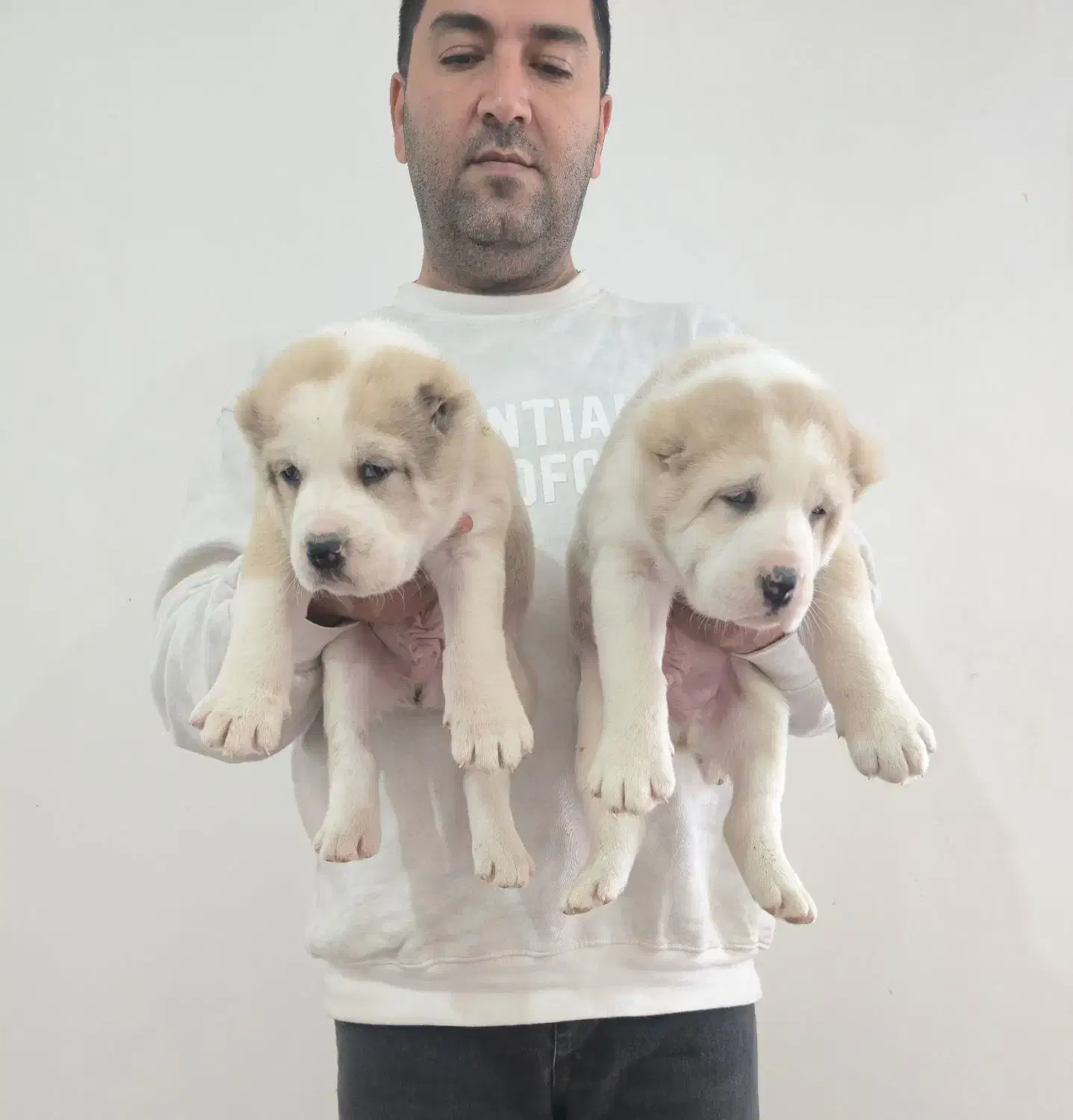 توله الابای|سگ|جوادآباد, |دیوار