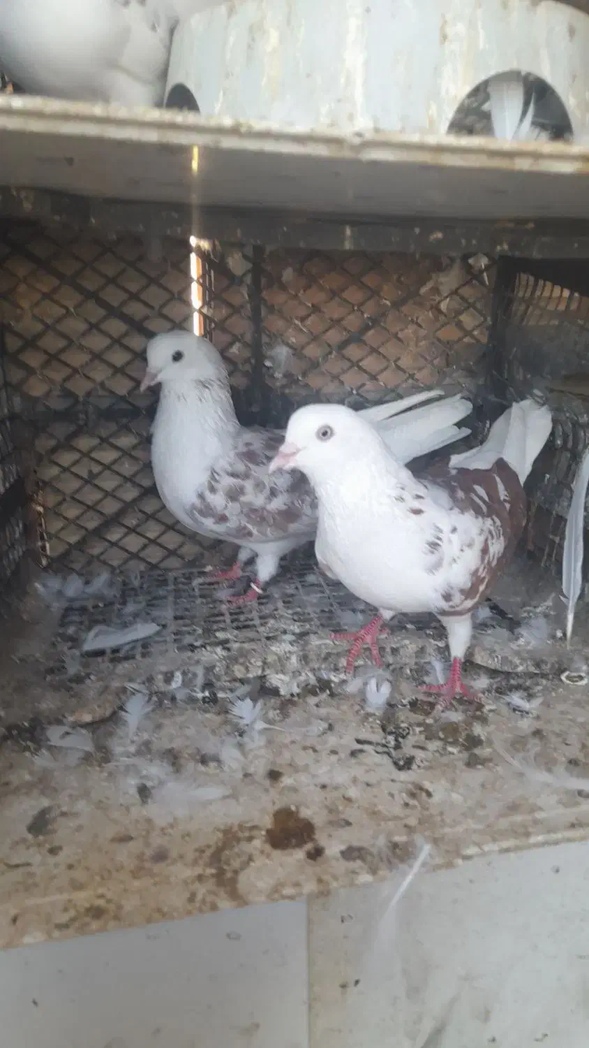 کفتر|پرنده|آق قلا, |دیوار