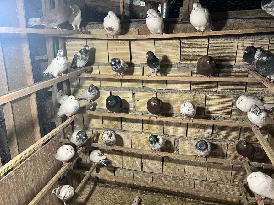 کبوتر|پرنده|رشت, لاکان|دیوار