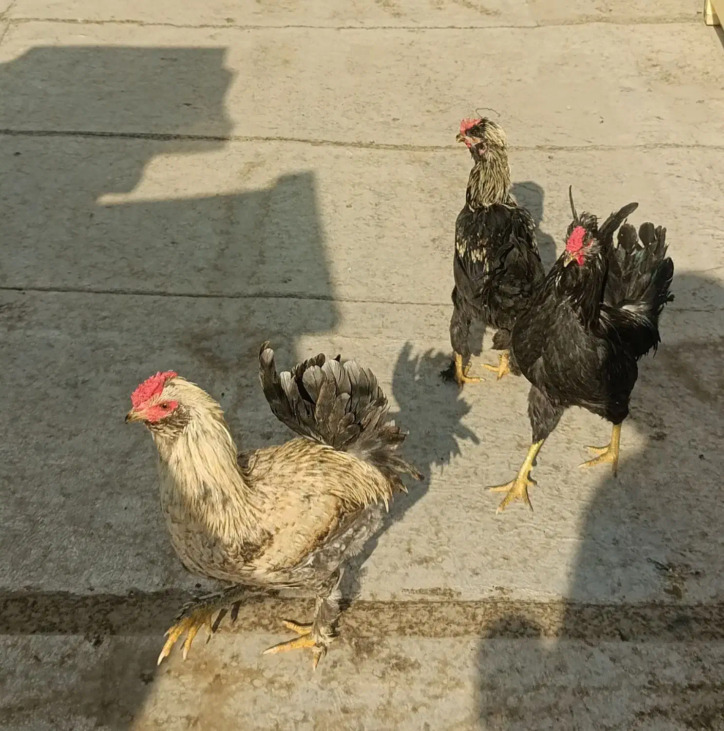 خروس گلین|حیوانات مزرعه|ری, ولی آباد|دیوار